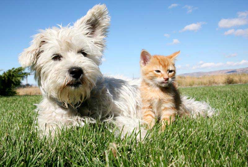 Tumor Removal in Cats and Dogs