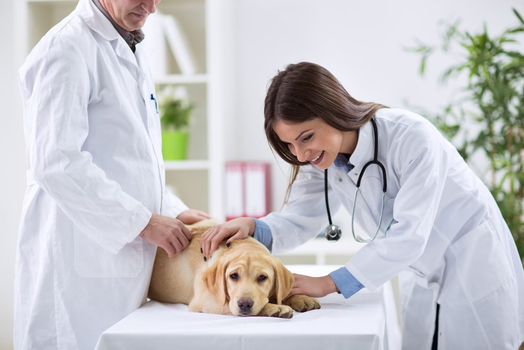 Brachycephalic Airway Syndrome